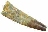 Bargain, Fossil Spinosaurus Tooth - Real Dinosaur Tooth #363550-1